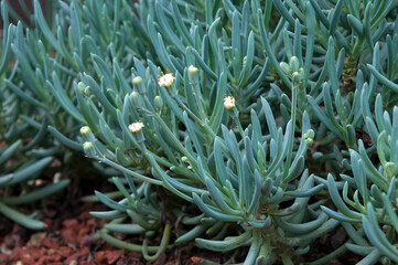 Sydney Australia, close up of small white flowers and leaves of senecio serpens or blue chalk stick...