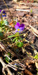 The first pansies which are blooming in early spring.