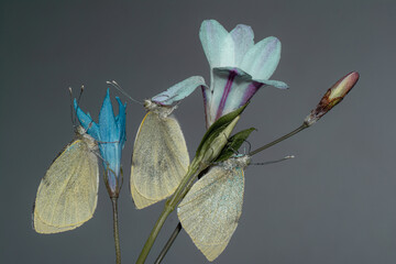Farfalla