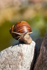 grape snail crawling on its territory, snail crawling on its territory