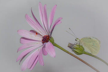 Farfalla