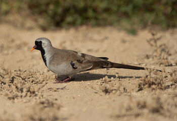 Namaqua Dove at hamala, Bahrain