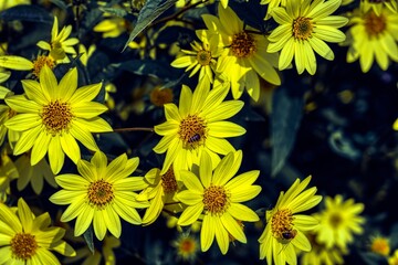 yellow flowers