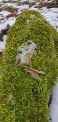 The first signs of spring, melting snow on the moss.