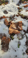 The first signs of spring. Melting snow and green plants.