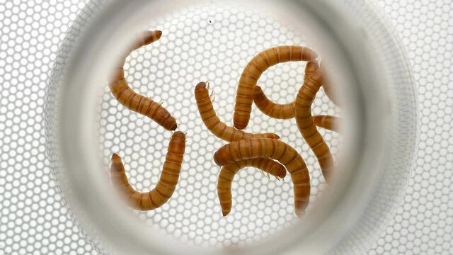 larvae of Tenebrio molitor in a test tube, close-up, top view