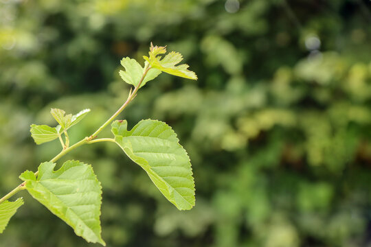 Mulberry tree branch with leaves.