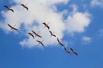 flamingos in flight