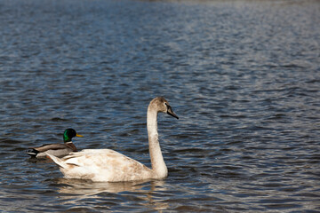 white lone Swan floating on the water