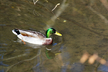 Drake swimming on pond with reflection on water, Zurich, Switzerland.