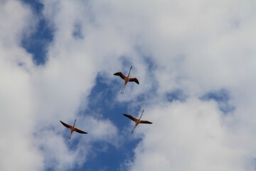 flamingos in flight