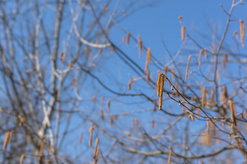 Birch catkins in spring on a branch without leaves. Blue natural background. The concept of early...