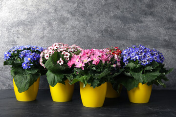 Beautiful cineraria plants in flower pots on black table