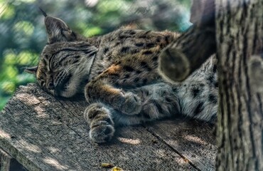 Obraz premium Eurasian Lynx