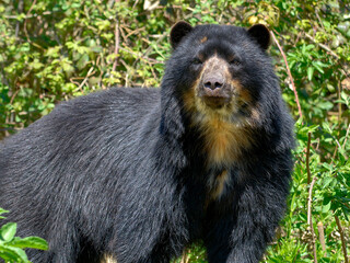 CloseupAndean bear (Tremarctos ornatus) seen from front