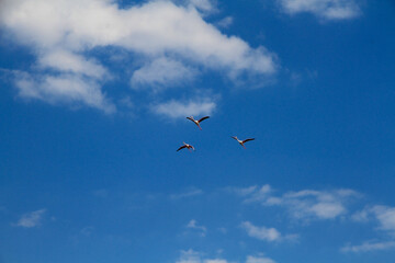 flamingos in flight