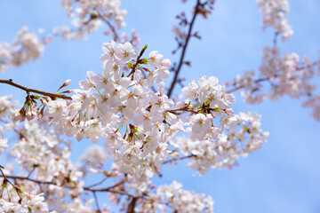 桜の花　青空