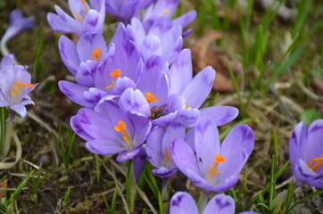 
spring crocuses bloomed