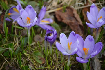 
spring crocuses bloomed