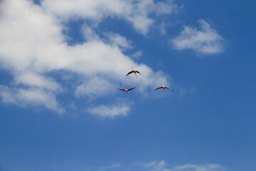 flamingos in flight
