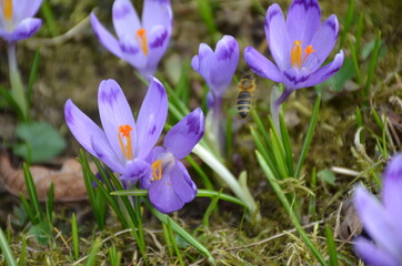 
spring crocuses bloomed