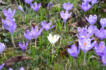 
spring crocuses bloomed