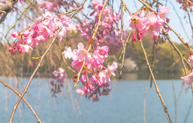 水辺に揺れるピンク色の枝垂桜の花