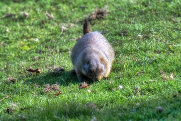 Prairie Dog in the grass