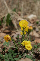 Huflattich (lat.: Tussilago farfara) - Eine gelb blühende Heilpflanze im Frühling auf dem Waldboden - Hochformat