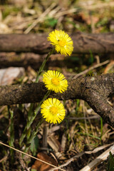 Drei schöne gelbe Blüten der Heilpflanze Huflattich (lat.: Tussilago farfara) zwischen Ästen am Waldboden im Frühling (Wildkräuter)