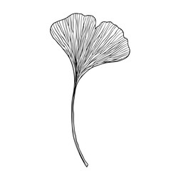 A ginko biloba leaf on a white background. Design for logo and wedding illustration. Black and white vector illustration.