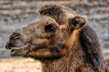 Portrait of a Bactrian Camel