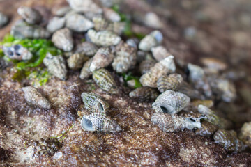 Lots of sea shells on the rock. Sea bottom close up. Small shells macro. Wild nature concept. Marine nature. Mollusk on the beach. Nature closeup. 