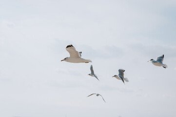 Beautiful large white seagulls fly, soar in the blue sky against the backdrop of clouds. Flight of a flock of birds.