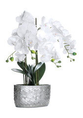 Beautiful orchid flower in pot isolated on white