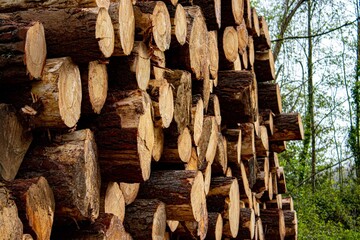 Woods in the forest with green trees