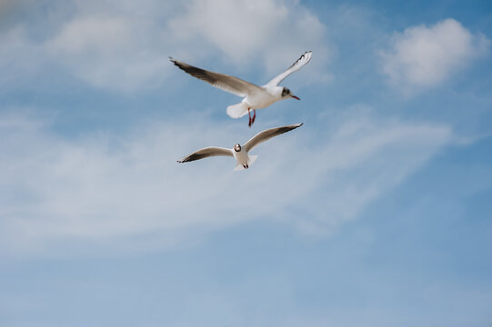 Several large beautiful white and gray sea gulls fly against a blue sky, soaring above the clouds on a sunny spring day. Photography of birds.