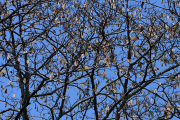 dried seeds ready to down with blue background