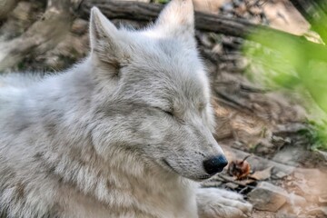 Obraz premium Hudson Bay Wolf