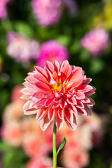 beautiful red and pink flowers