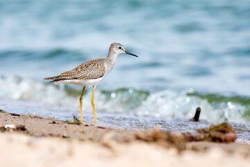 A Lesser Yellow on a sandy shore on a bright summer day 