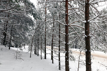 winter season with snow in the park or forest and pine firs