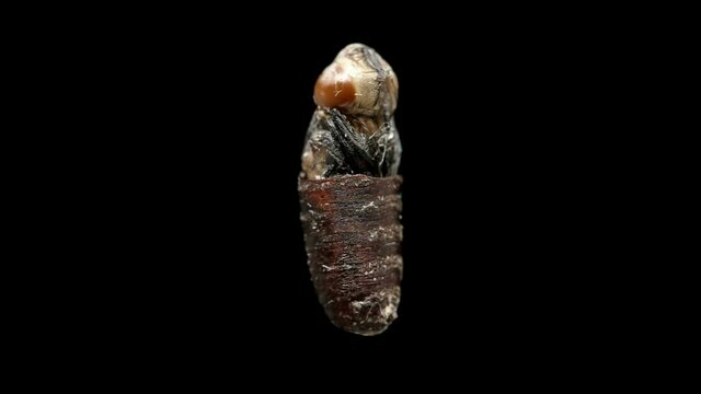 fly pupa in a section shows the development of a fly larva inside on one of the stages, rotates on a black background, close-up