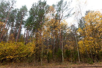 deciduous trees in the autumn season