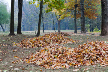 cleaning fallen leaves in heaps