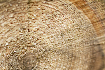 Closeup of a tree. Cut a tree. Wooden background close-up.