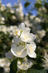 beautiful fresh jasmine flowers in spring, close up