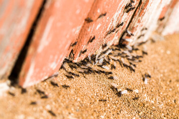 ants crawling on the sand in the summer