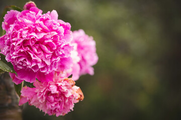 Beautiful huge peonies in the summer garden. Pink peony blooms in the garden on a sunny summer day