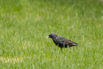 Common starling looking for food in the grass
